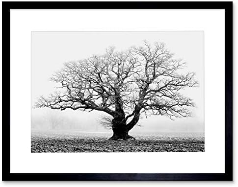 עץ האלון הישן, השחור לבן ערפל ערפל תמונה ממוסגרת אמנות הדפס תמונה & הר F12X634